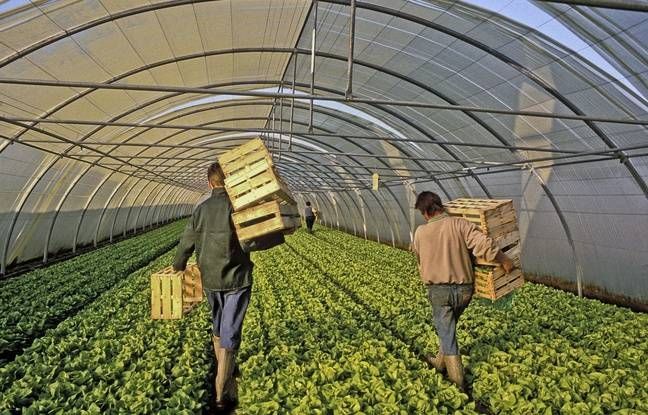 Espagne: des saisonniers marocains embauchés dans un programme pilote prennent la fuite