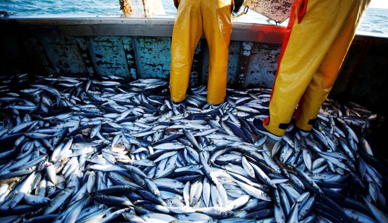 Environnement : mais pourquoi les sardines sont-elles de plus en plus  petites ?