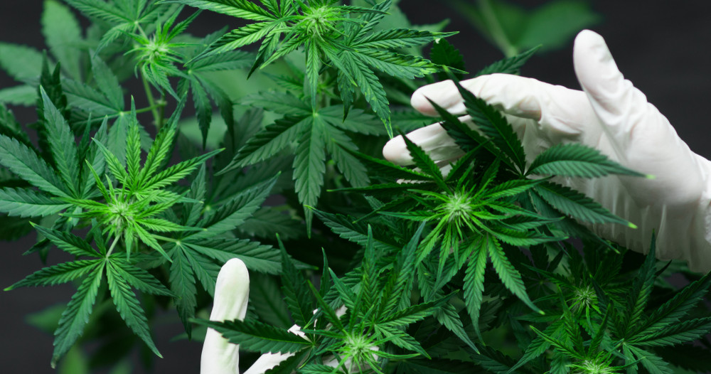 Légalisation du cannabis: l'Allemagne fait marche arrière et atténue son projet