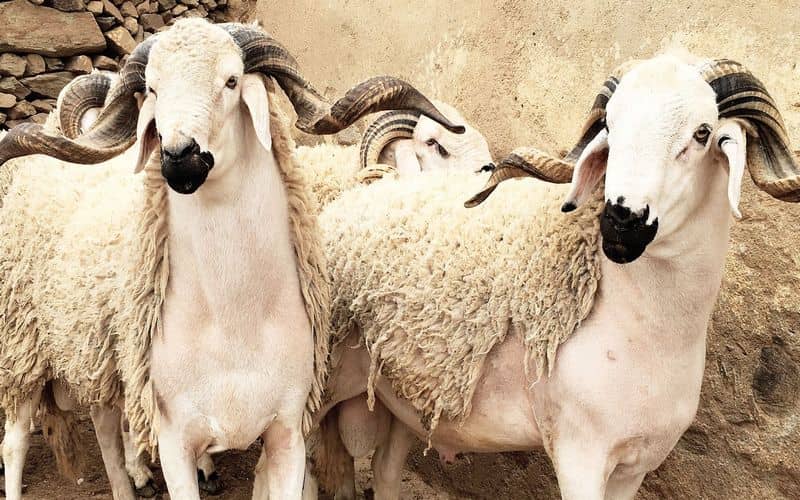 Aïd Al Adha, Aïd Al-Adha, ministère de l'Agriculture , cheptel national , moutons, ONSSA, Office national de la sécurité sanitaire des produits alimentaires 