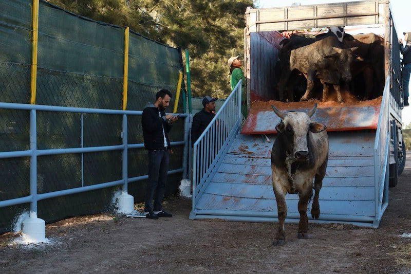 Arrivée de 2.800 têtes de bovins du Brésil