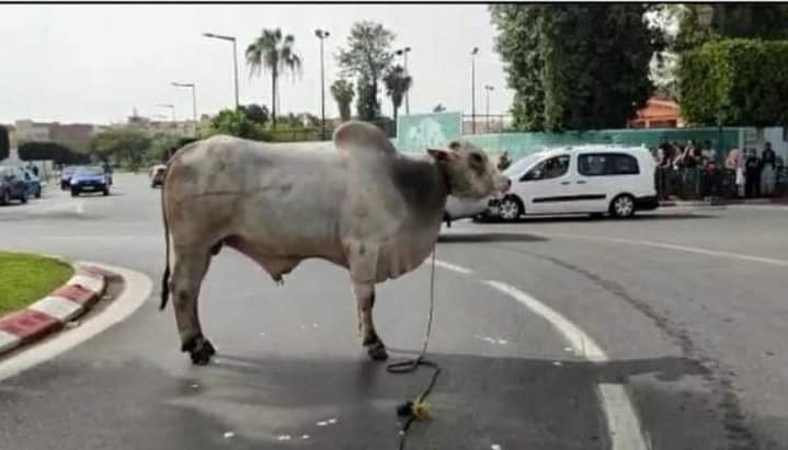 bœufs