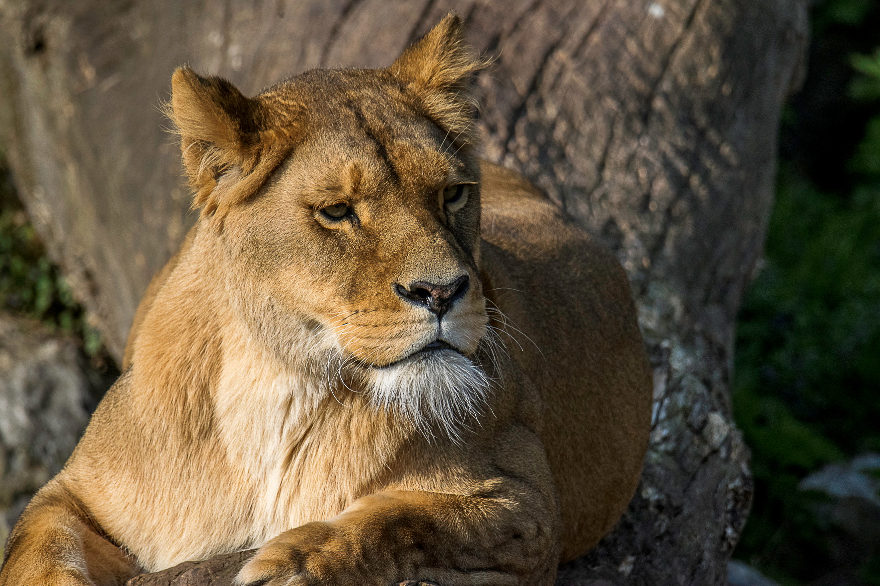 Lionne