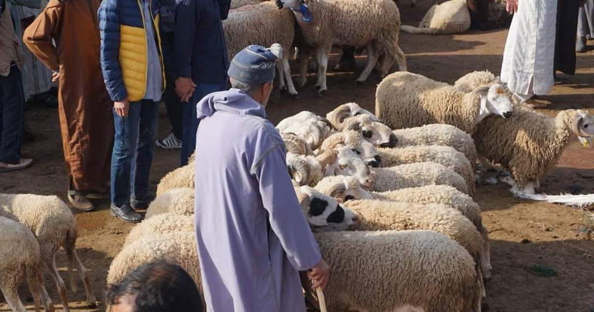 Aid Al-Adha: Les dépenses des ménages estimées à plus de 18 MMDH (HCP)