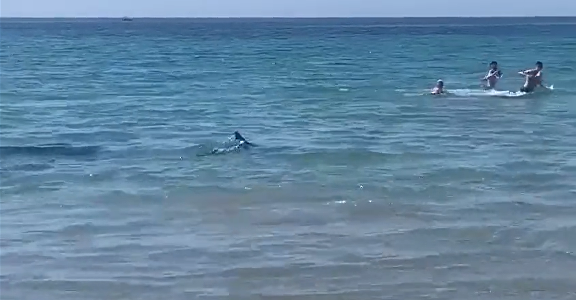 requin