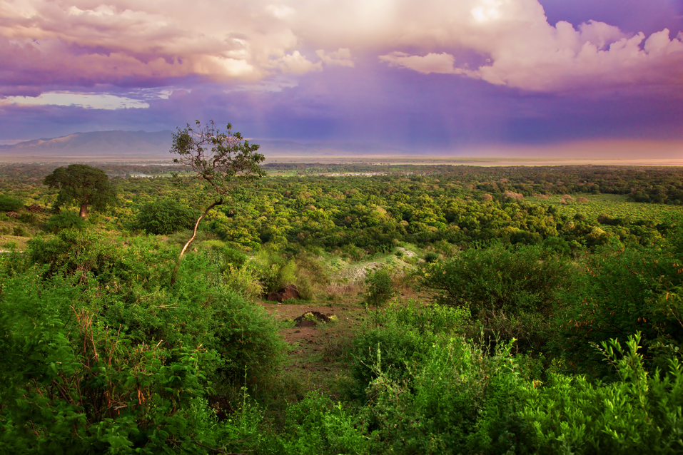 bush in tanzania, africa landscape