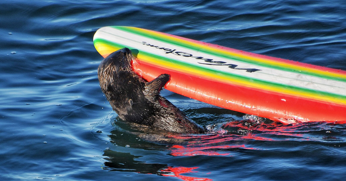 Pirate! En Californie, une loutre de mer détrousse les surfeurs de leurs planches
