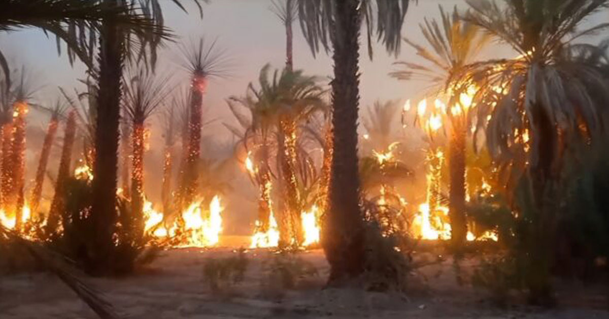 tata les feux des oasis completement circonscrits