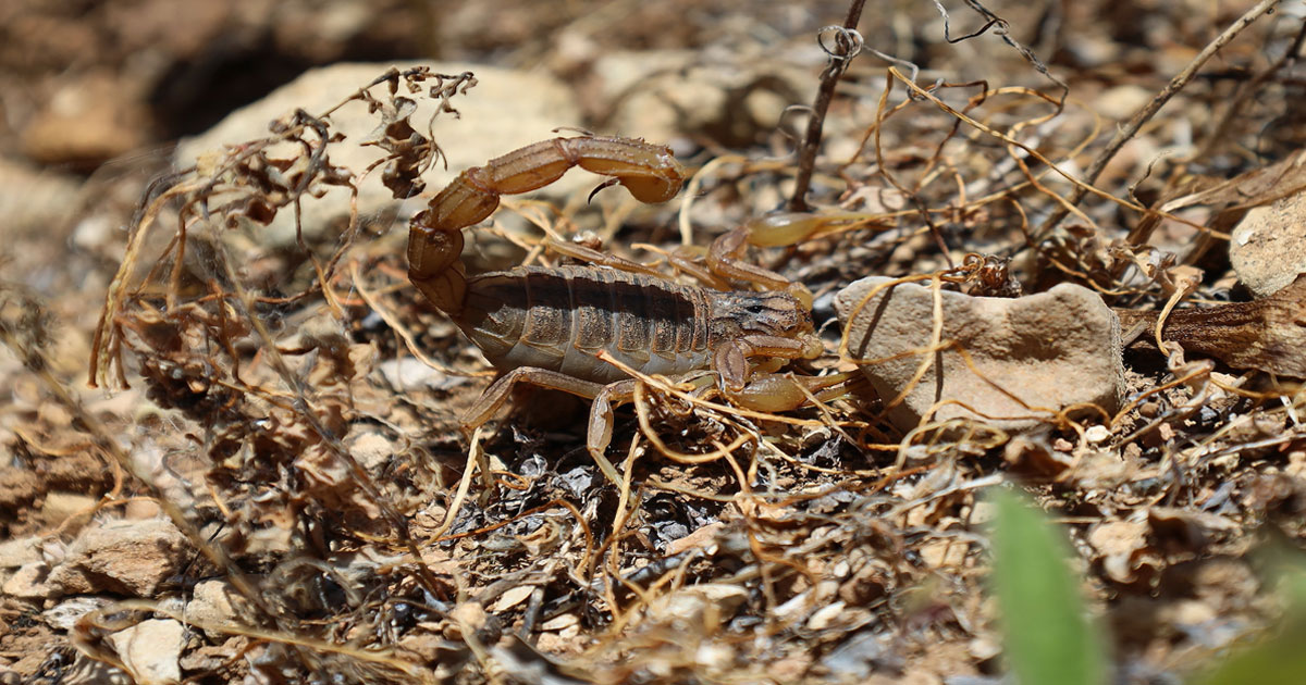 Piqûres de scorpions: 62 personnes prises en charge à Azilal en juillet