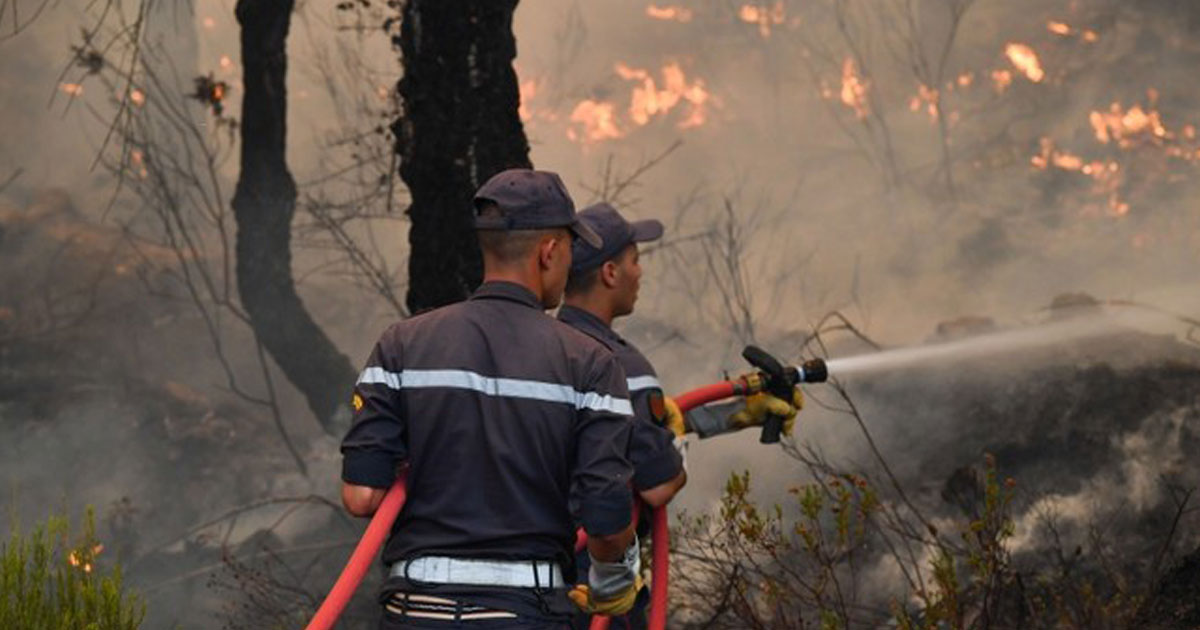 feux de forêt , ANEF, Agence nationale des eaux et forêts, incendie, incendie de forêt, forêt