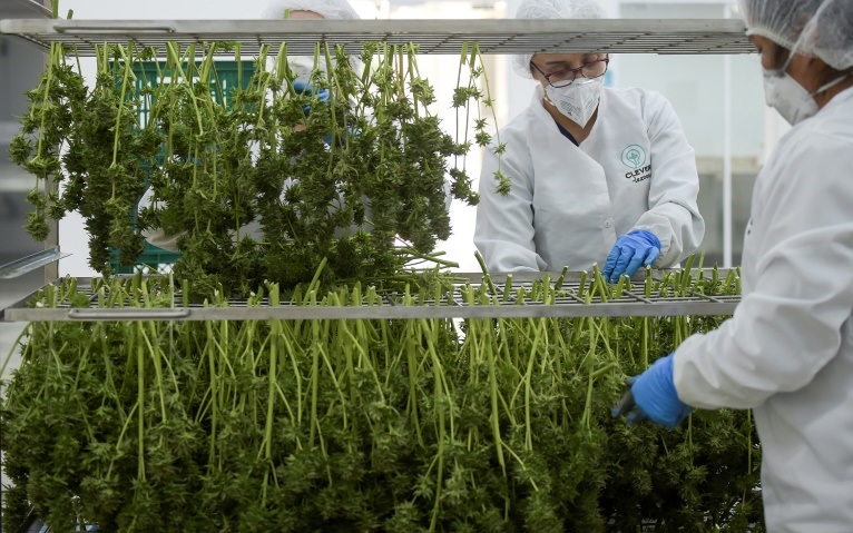 cannabismedial