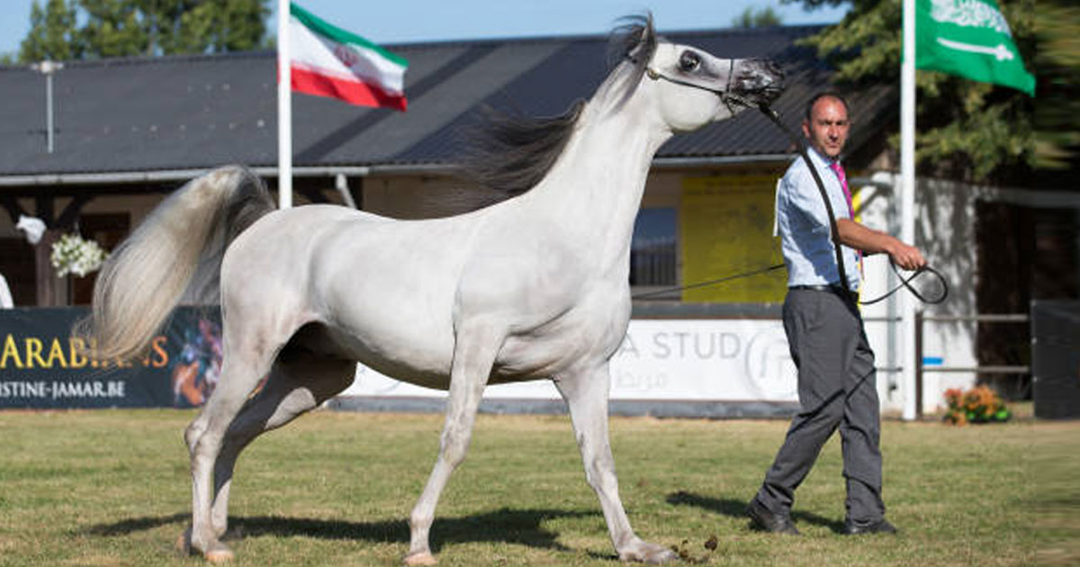 ONU, cheval, journée mondiale, Nations Unie
