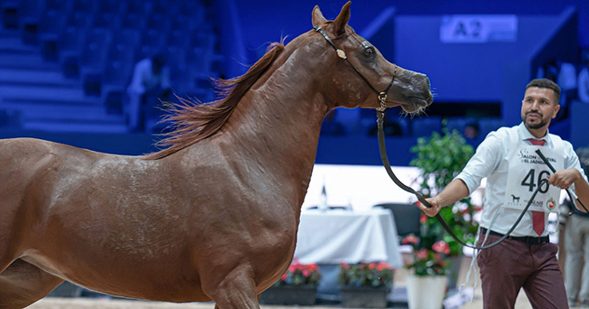 Salon du cheval d’El Jadida: la jument "Joulia" remporte la médaille d’or de la Coupe du Maroc des éleveurs de chevaux pur-sang arabes