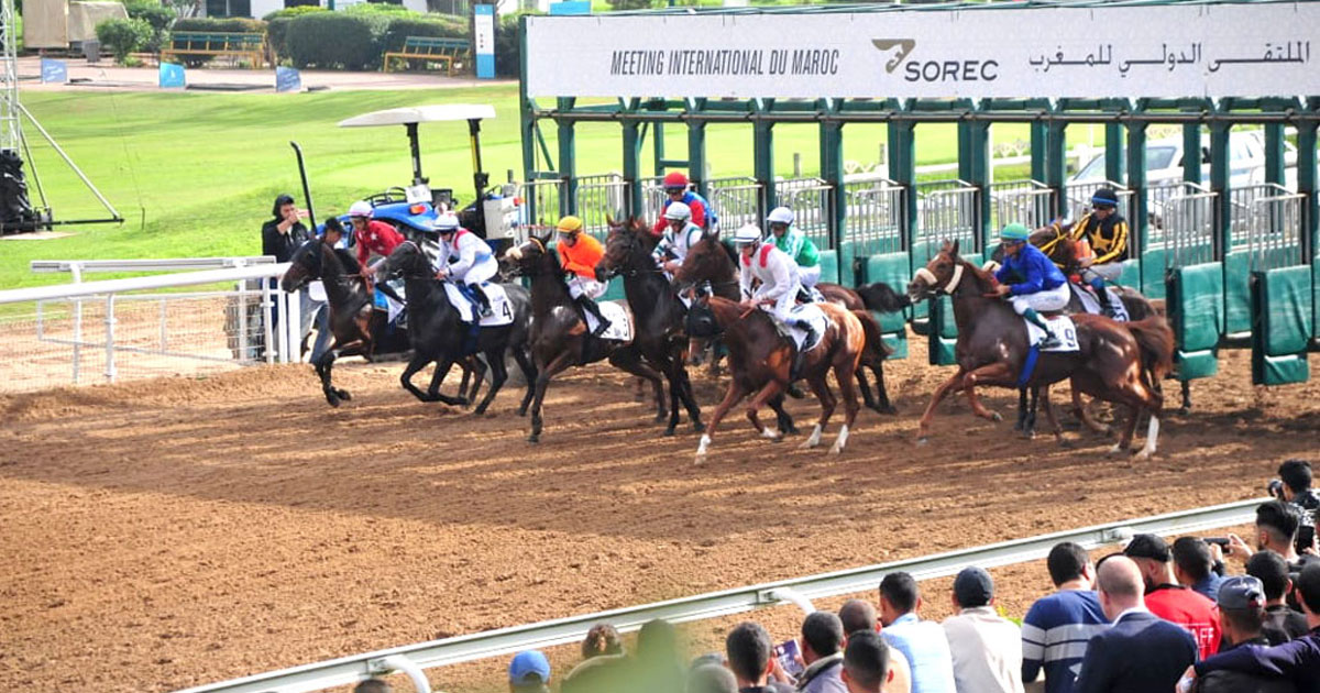 9ème Morocco International Meeting: le cheval Vica Grine remporte le Grand Prix SM le Roi Mohammed VI du Pur-sang Arabe