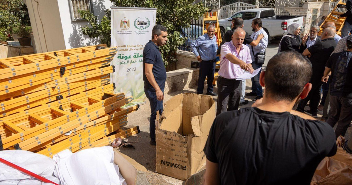 Financée par l'Agence Bayt Mal Al-Qods, la récolte des olives se poursuit à Al-Qods