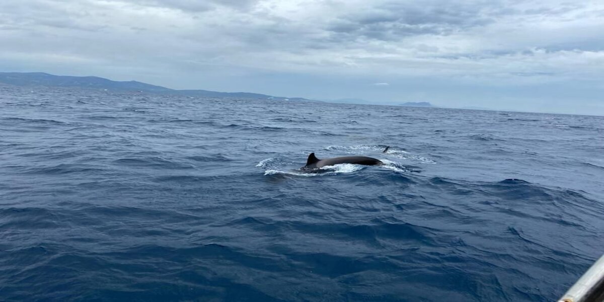 Photo des orques qui ont attaqué le yacht polonais. Crédit photo : Lech Lewandowski