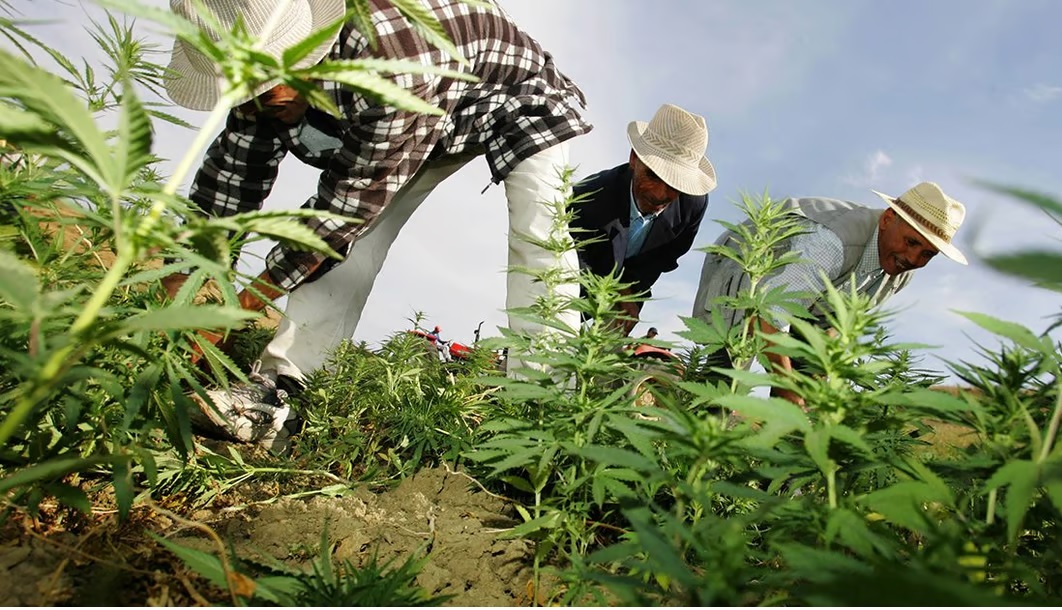 cannabis agence réglementation delivre autorisations