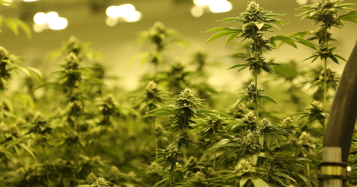 Culture licite du cannabis: la dynamique de développement amorcée, affirment les fellahs