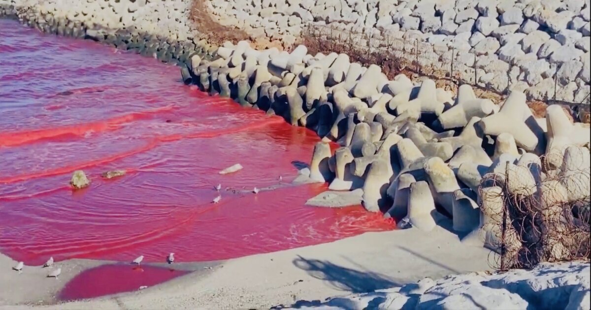 L'eau de mer de Tanger couleur rouge sang.