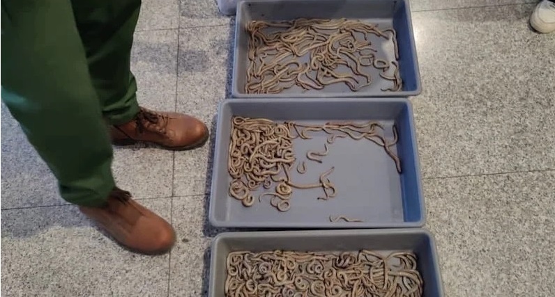 marrakech trafic reptiles menaces demantele