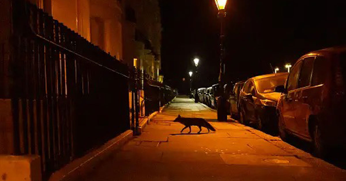 renard a casablanca