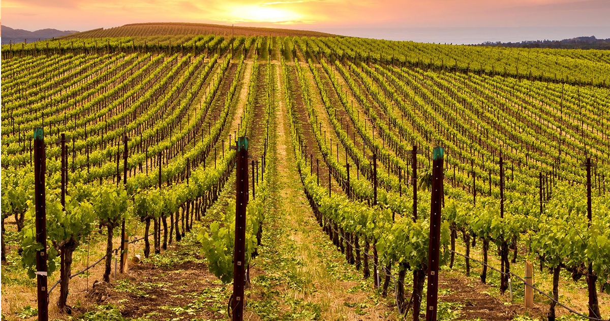 viticulture domaine ouled thaleb cuvee siecle