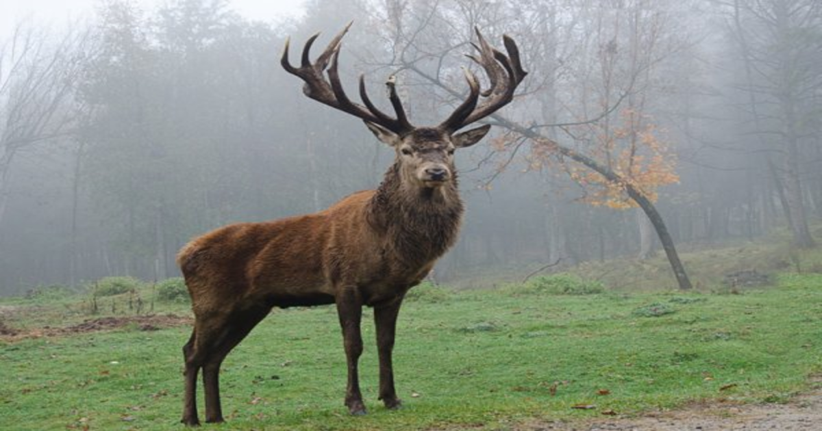 Le fameux cerf de l'Atlas, également connu sous le nom de cerf de Berbérie.