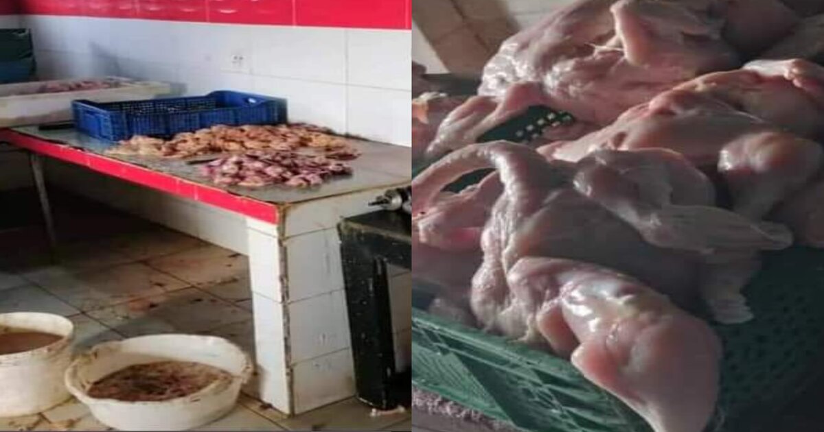 Viande de volaille avariée près de Berrechid.