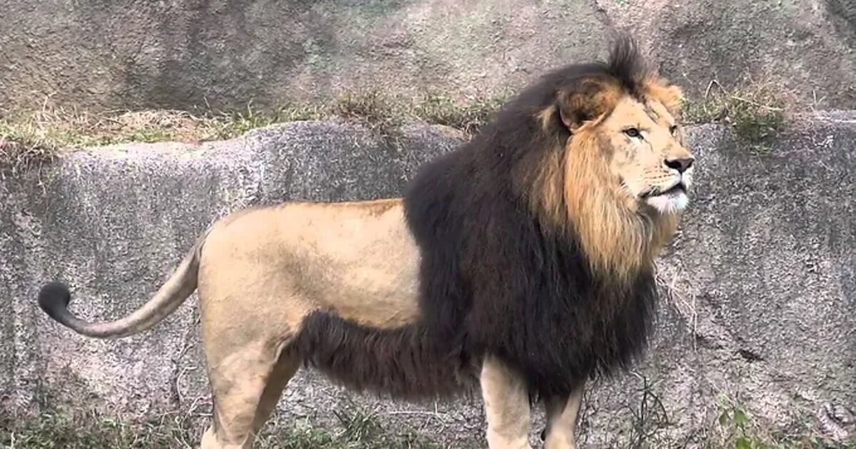 Lion de l'Atlas.