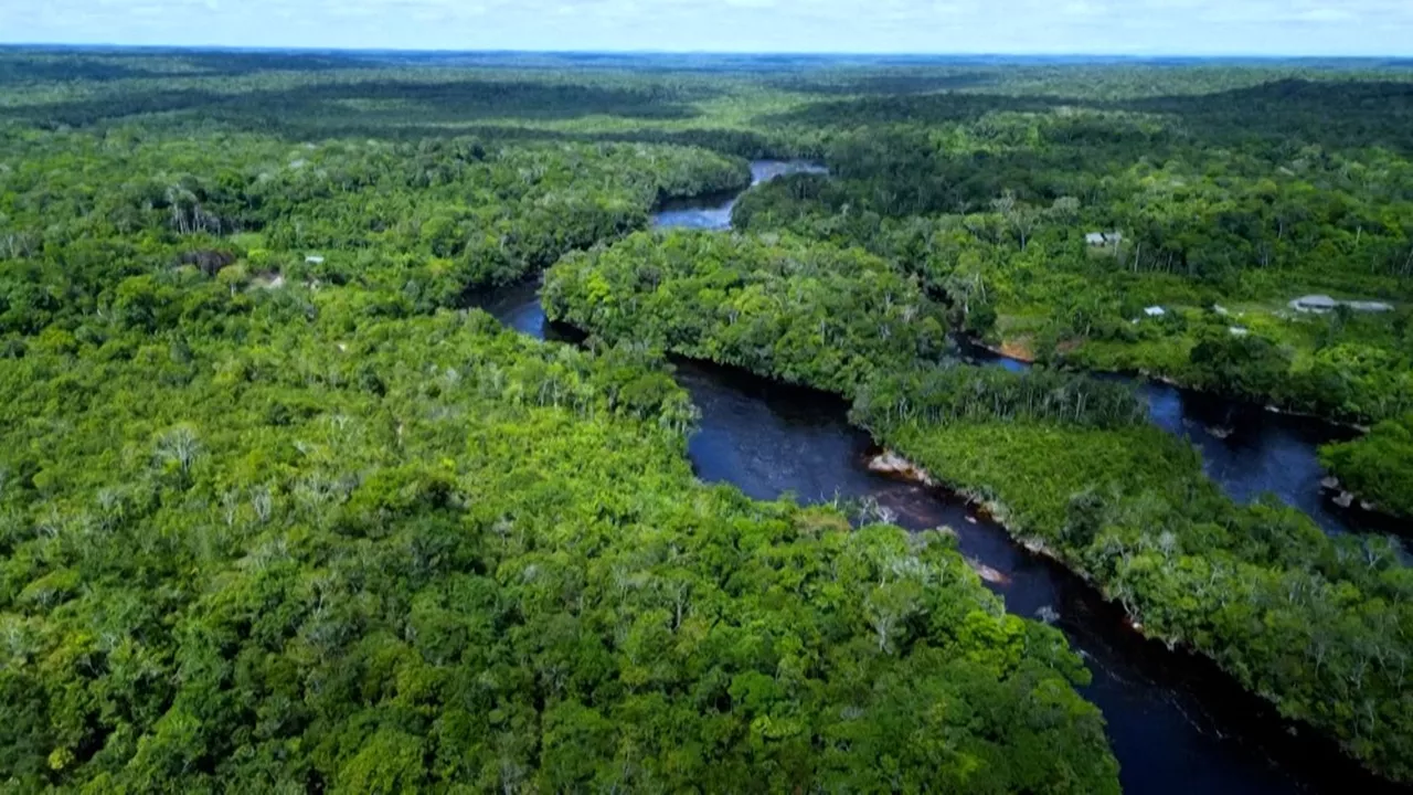 forêt amazonienne
