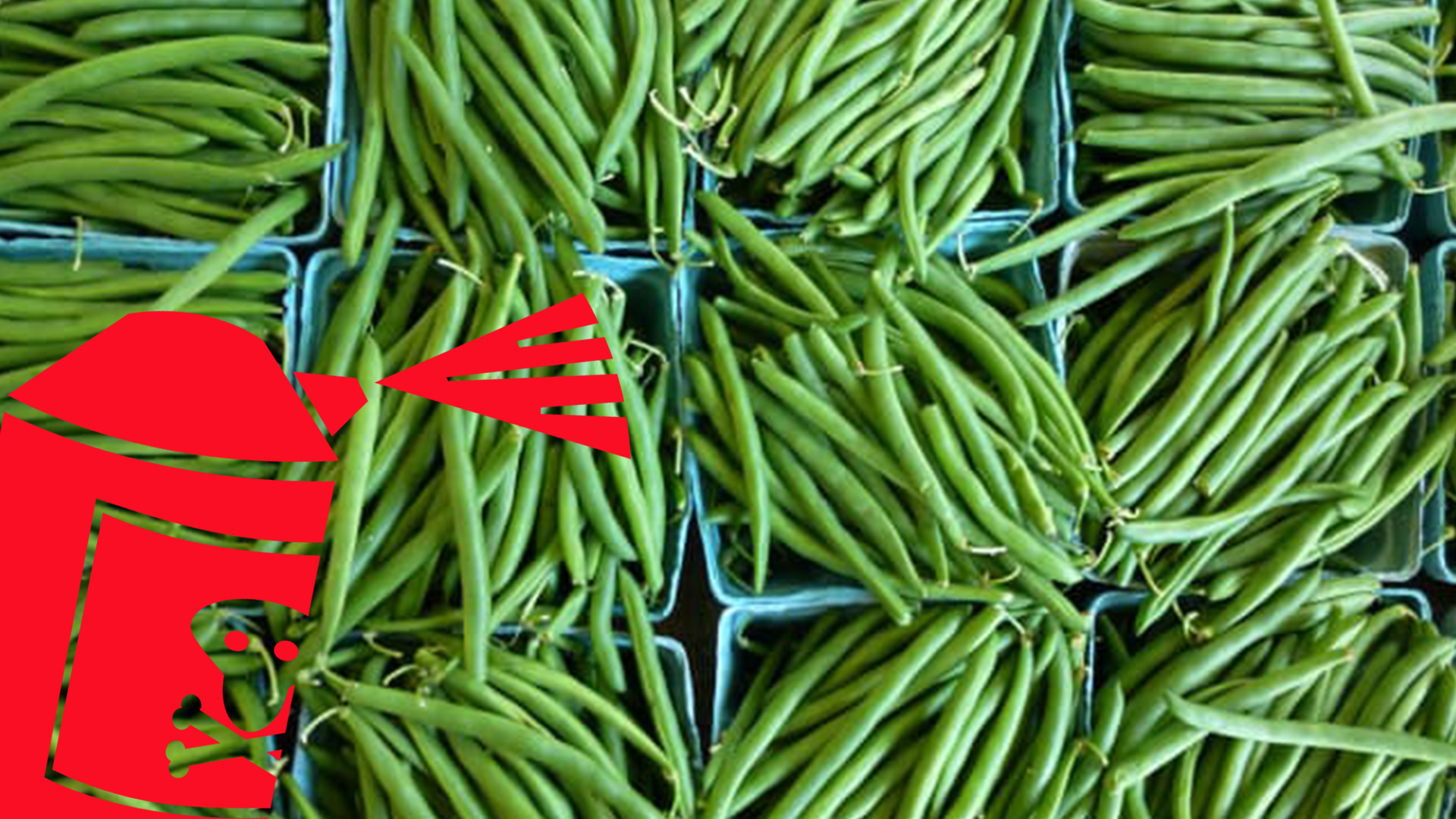 haricots verts