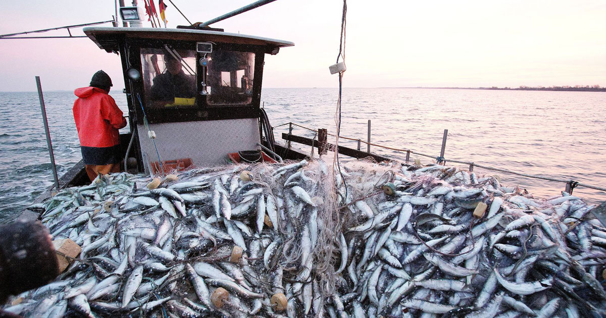 Port de Dakhla: Hausse de 66% des débarquements de pêche en janvier (ONP)