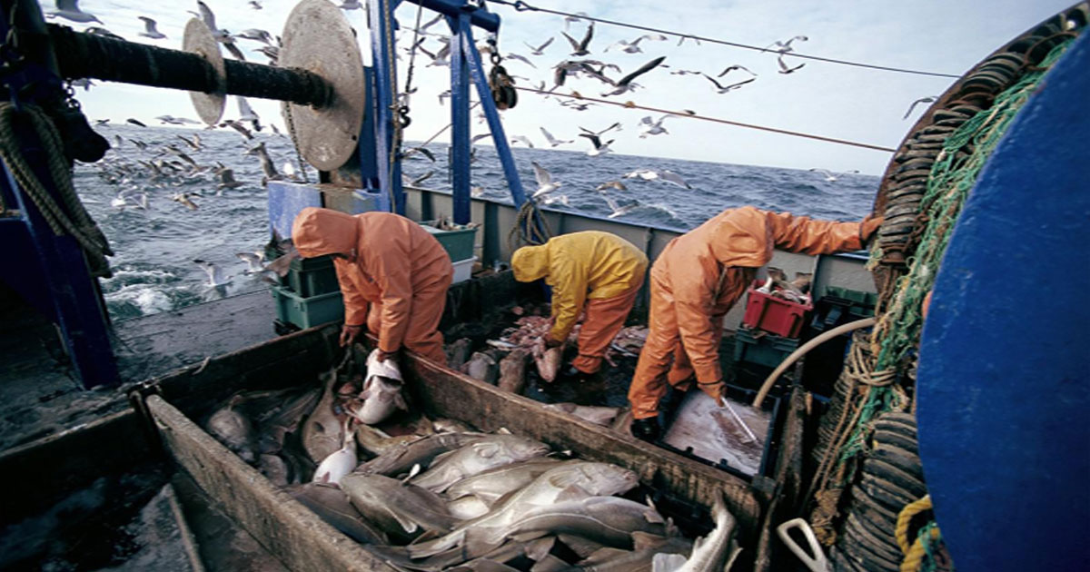 Port de Safi: une hausse de plus de 100% en poids des produits de la pêche commercialisés en janvier