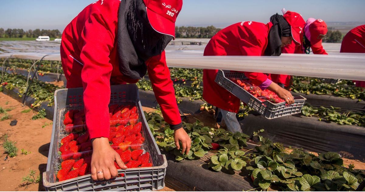 espagne fraises marocaines contaminees hepatite a