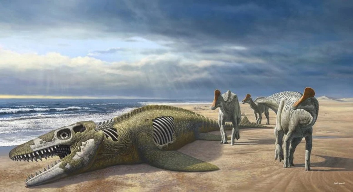 Minqaria Bata, l'espèce marocaines des dinosaures à bec de canard.