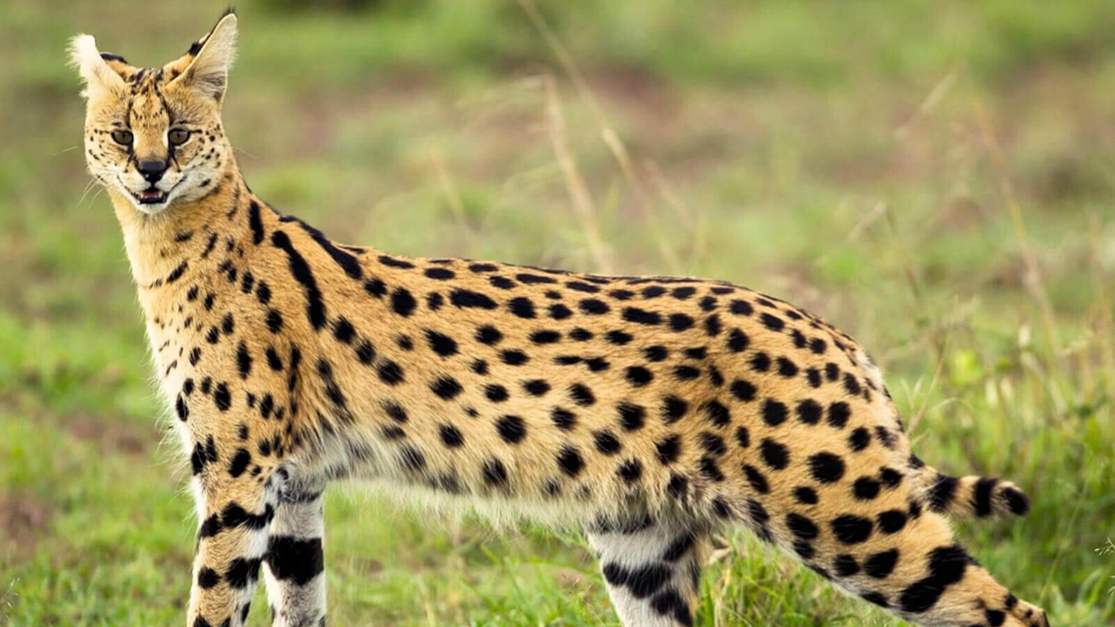 Le serval, espèce menacée d'extinction.