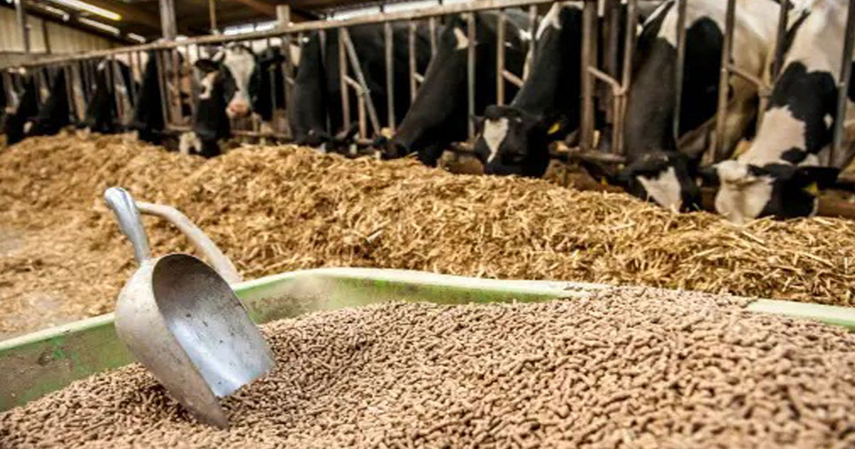 Le Conseil de gouvernement adopte un projet de décret relatif aux matières destinées à l'alimentation des animaux producteurs de produits alimentaires