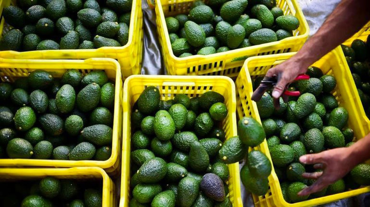 Record d'exportation d'avocats au Maroc