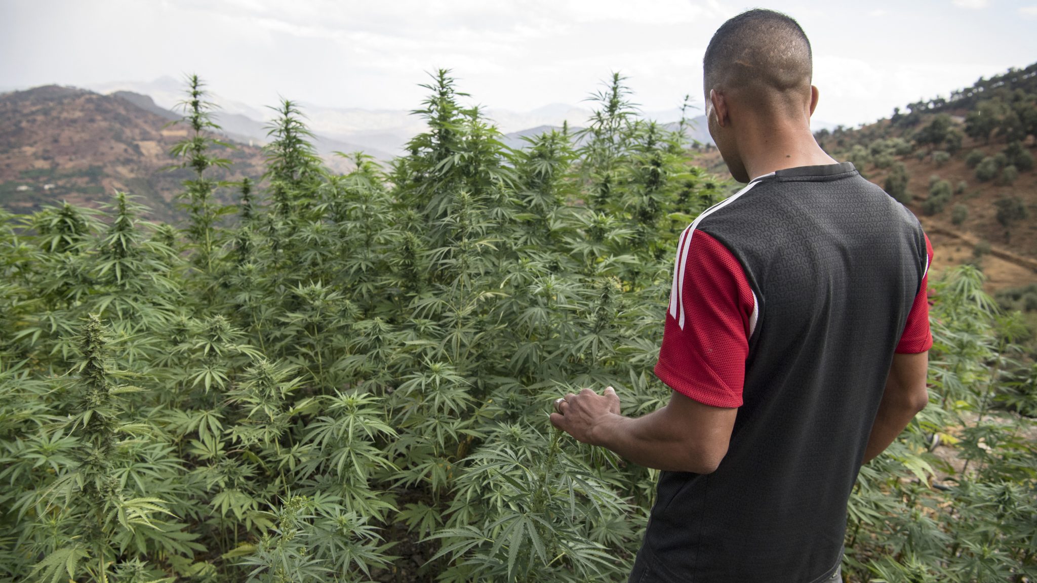 cannabis légal maroc h24info