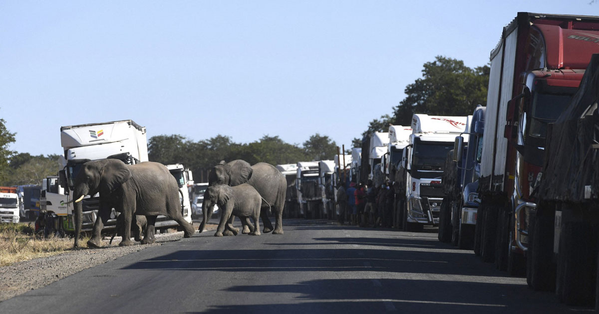Le président du Botswana a menacé l'Allemagne de lui transférer jusqu'à 20.000 éléphants