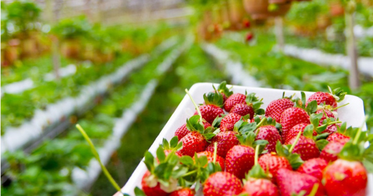 Fruits rouges