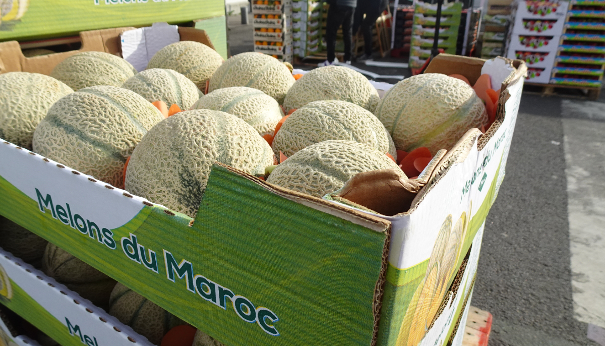 melon marocain