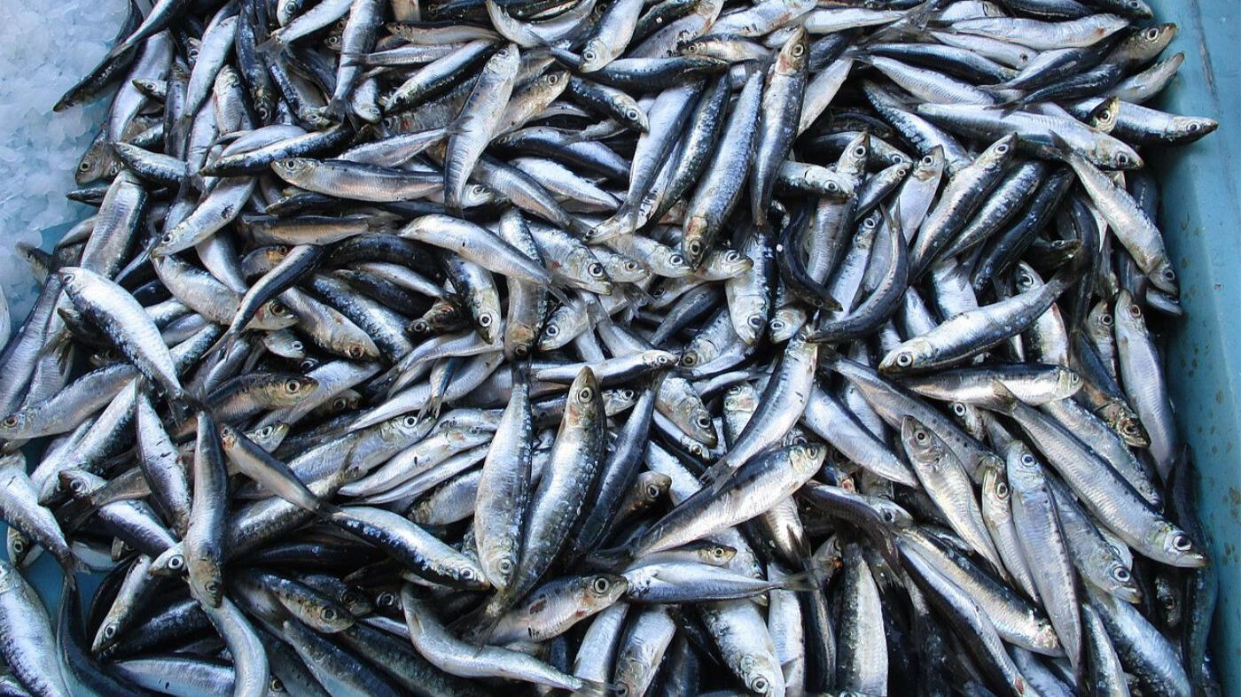 sardine maroc