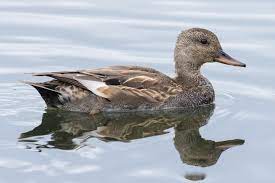 canard chipeau