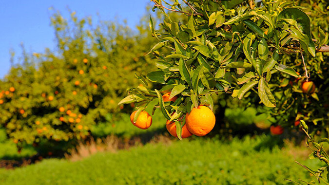 agrume de berkane orange