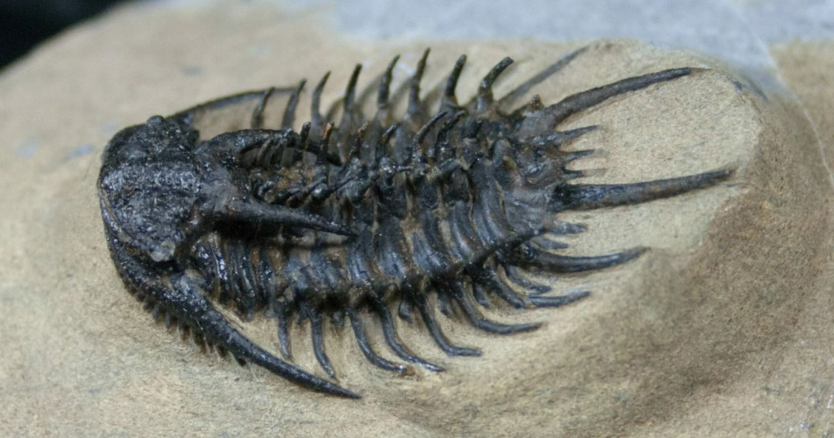 Des chercheurs marocains et étrangers décrivent pour la première fois la forme tridimensionnelle des fossiles de trilobites (communiqué)