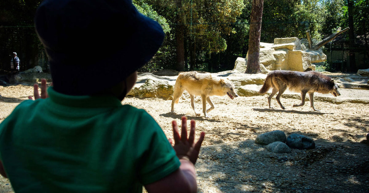 Une femme grièvement blessée après avoir été mordue par des loups au zoo de Thoiry