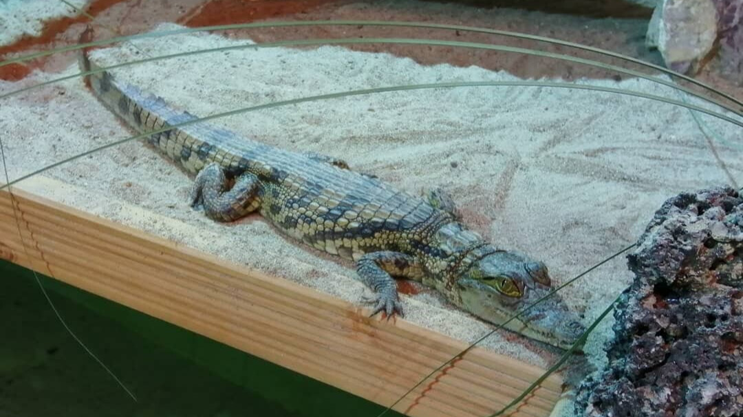 crocodile sacre maroc