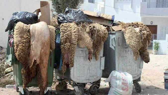 peaux de mouton dechets aid al adha