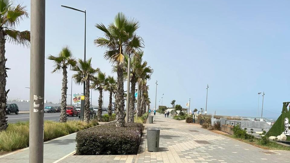 palm